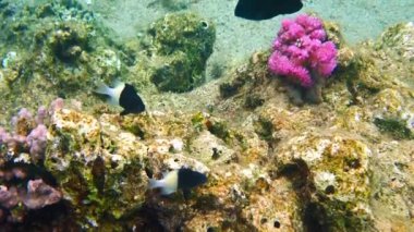 Bicolor Chromis (Chromis dimidiate), Pomacentridae familyasına ait, okulda yaşayan ve Kızıl Deniz 'in mercan resiflerinde yaşayan yetişkin bireylerin boyu 10 cm' yi geçmez.