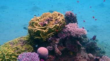 Kızıl mercan orfozu ya da levrek balığı, bilimsel adı Cephalopholis miniata, güzel bir deniz balığı avcısı, Kızıldeniz ve Akabe körfezi, Sina, Orta Doğu 'da mercan kayalıklarında yaşar.
