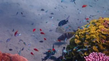 Mercan resiflerinin harika doğası, tropikal deniz ekosistemlerinin ve balıkların biyolojik çeşitliliğini gösteriyor ki Kızıl Deniz, Sina ve Ortadoğu 'daki insan faaliyetlerinden etkilenmemiş.