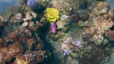 Domino balığı (Dascyllus trimaculatus), Kızıl Deniz ve Akabe körfezinin resif masasında ve sığ sularında yaşayan Pomacentridae familyasına ait.