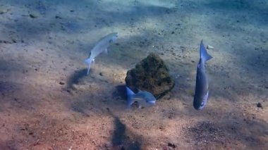 Yavaş hareket eden balık grisi kefal (Mugil cephalus) okulu Akdeniz ülkelerinde önemli ticari balıkçılık ve çiftçilik nesneleri olan Karadeniz, Kızıl ve Akdeniz 'de yaşamaktadır.