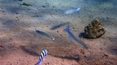 Yavaş hareket eden balık grisi kefal (Mugil cephalus) okulu Akdeniz ülkelerinde önemli ticari balıkçılık ve çiftçilik nesneleri olan Karadeniz, Kızıl ve Akdeniz 'de yaşamaktadır.