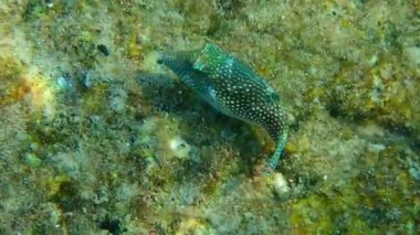 İnci Toby (Canthigaster margaritası). Tetraodontidae familyasına ait, sığ mercan resiflerinde yaşar, yavaşça yüzer ve vücudunu kısmen şişirir, Kızıl Deniz.