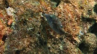 İnci Toby (Canthigaster margaritası). Tetraodontidae familyasına ait, sığ mercan resiflerinde yaşar, yavaşça yüzer ve vücudunu kısmen şişirir, Kızıl Deniz.