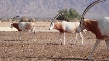 Antilop sürüsü Oryx (Oryx leucoryx). Neslinin tükenme tehlikesi nedeniyle türler Sahra 'dan getirildi ve Orta Doğu' nun doğa rezervlerine kabul edildi.
