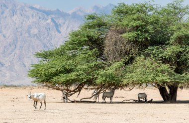 Antilop Arap beyaz Afrika antilobu (Oryx dammah) akasya ağacı sürüsünün altında dinlenirken, Sahra Çölü 'nün doğal ortamlarında yaşar ve Ortadoğu' nun doğal koruma alanlarında son zamanlarda tanıtılır.