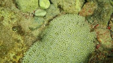 Düz balık veya kum Moses dil balığı (Pardachirus marmoratus), mercan resifleri yakınlarındaki kumlu ve taş alanlarda yaşayan Soleidae familyasına aittir.