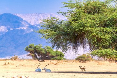 Antiloplar Arap beyaz antiloplar (Oryx dammah) ve Dorcas ceylanları (Gazella dorcas), Orta Doğu 'daki doğal çöl rezervlerinde akasya ağacının gölgesinde dinlenmektedirler.