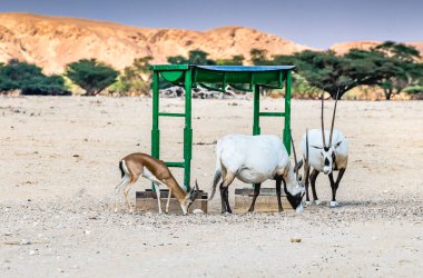 Antiloplar Arap beyaz antiloplar (Oryx dammah) ve Dorcas ceylanları (Gazella dorcas), Orta Doğu 'daki doğal çöl rezervlerindeki özel bir besleyiciden yemek yiyorlar.