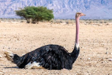 Afrika devekuşu erkek (Struth io camelus) savana doğa koruma alanında, Orta Doğu