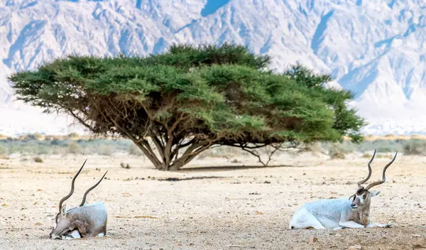 Dinlenen antilop addax (Addax nasomaculatus), nesli tükenmekte olan bu tür vida boynuzu antilobu olarak bilinir. Nesli tükenme tehlikesi nedeniyle türler Sahra Çölü 'nden Orta Doğu' daki doğal çöl rezervlerine getirildi.