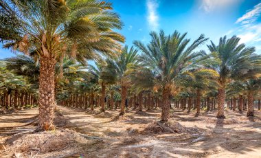 Hurma ekimi, Ortadoğu ve Kuzey Afrika 'da ikonik bir bitki ve ünlü gıda ekinidir. 5000 yıllık insan kültürü ve sürdürülebilir tarım tarihidir.