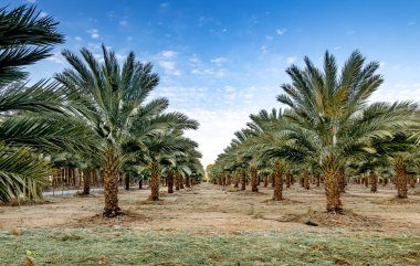 Çölde ve Orta Doğu ve Afrika 'nın kurak bölgelerinde sağlıklı gıda üretimi için sürdürülebilir tarım endüstrisi ve genç ağaç hasat eden hurma ağaçları.