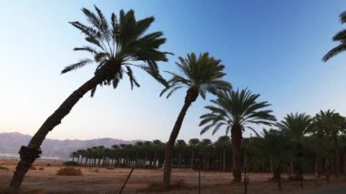 Eğri büğrü eski palmiye ağaçları ve kümülüs bulutlarının üzerinde, Orta Doğu 'nun çorak bölgelerinde ve çölde sürdürülebilir tarım endüstrisi kavramı.