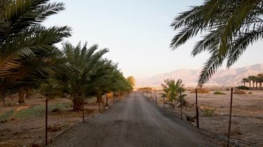 Hurma fidanları arasındaki kırsal çakıl yolu, görüntüde sağlıklı gıda üretiminin yanı sıra Orta Doğu 'nun çöl ve çorak bölgelerindeki sürdürülebilir tarım sanayiinin tasviri yer alıyor.