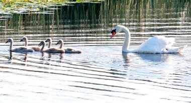 Dilsiz kuğu ailesi nehirde ya da gölette yiyecek arıyor, aydınlık bir yaz günü.