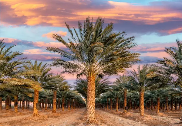 Hurma fidanları, gelişmiş ve sürdürülebilir modern tarım endüstrisi Orta Doğu ve Kuzey Afrika 'nın çorak bölgelerinde. İkonik antik bitki ve ünlü sağlıklı gıda mahsulü.
