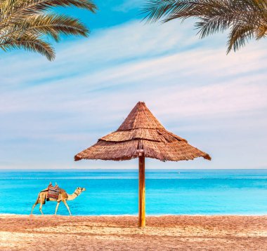 Sabah sahnesinde develer Kızıl Deniz 'de halka açık bir plajda yürüyor. Sıcak bir yaz ve mutlu bir tatil.