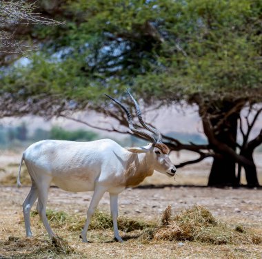 Antelope addax (Addax nasomaculatus) known as the screw-horn antelope. Due to danger of extinction the species was introduced from Sahara desert to nature desert reserves in the Middle East clipart