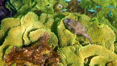 Mercan resifindeki kısa bir puf balığı, bilimsel adı Arothron hispidus, Kızıl Deniz 'in tehlikeli bölgelerinde yaşayan Tetraodontidae familyasına ait. Çok zehirli bir balık.