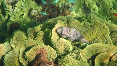 Mercan resifindeki kısa bir puf balığı, bilimsel adı Arothron hispidus, Kızıl Deniz 'in tehlikeli bölgelerinde yaşayan Tetraodontidae familyasına ait. Çok zehirli bir balık.