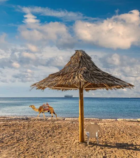 Sabah minimalist deniz manzarası. Kumlu sahilde deve ve güneş gölgesi. Kızıldeniz 'de bir turizm merkezi.