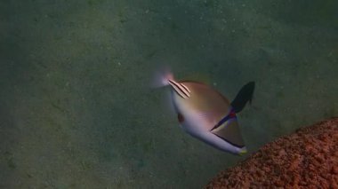 Mercanlar arasında yüzen egzotik mercan tetik balığı (Rhinecanthus Suikastçısı) Balistidae familyasına aittir, bu güzel balık Kızıldeniz 'e özgü ve Basra Körfezi' nde yaşayan mercan resiflerinde yaşar.