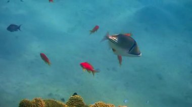 Mercanlar arasında yüzen egzotik mercan tetik balığı (Rhinecanthus Suikastçısı) Balistidae familyasına aittir, bu güzel balık Kızıldeniz 'e özgü ve Basra Körfezi' nde yaşayan mercan resiflerinde yaşar.