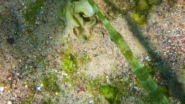 Kornet balığı (Fistularia inforrsonii), Kızıl Deniz 'in sığ sularında yaşayan Fistularidae familyasına ait bir balık türü.