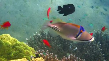 Mercanlar arasında yüzen egzotik mercan tetik balığı (Rhinecanthus Suikastçısı) Balistidae familyasına aittir, bu güzel balık Kızıldeniz 'e özgü ve Basra Körfezi' nde yaşayan mercan resiflerinde yaşar.