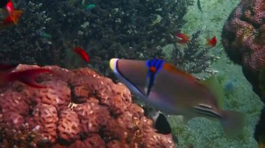 Mercanlar arasında yüzen egzotik mercan tetik balığı (Rhinecanthus Suikastçısı) Balistidae familyasına aittir, bu güzel balık Kızıldeniz 'e özgü ve Basra Körfezi' nde yaşayan mercan resiflerinde yaşar.