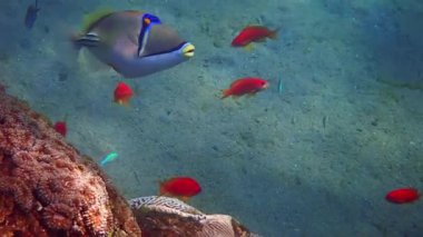 Mercanlar arasında yüzen egzotik mercan tetik balığı (Rhinecanthus Suikastçısı) Balistidae familyasına aittir, bu güzel balık Kızıldeniz 'e özgü ve Basra Körfezi' nde yaşayan mercan resiflerinde yaşar.
