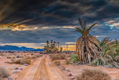 Ürdün ve İsrail, Orta Doğu sınırındaki Ürdün Rift Vadisi 'nde çölün ortasındaki kırsal yol.