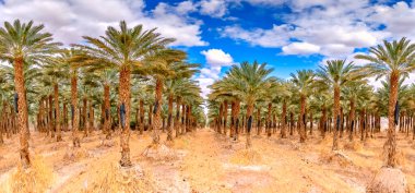 Hurma palmiyelerinin tarımı, çöl ve kurak alanların sürdürülebilir gelişimini destekleyen yerel tarım endüstrisinden elde edilen gelirleri çeşitlendirmek için eski ve sürdürülebilir bir yoldur. Yapay zeka araçları kullanılmadı