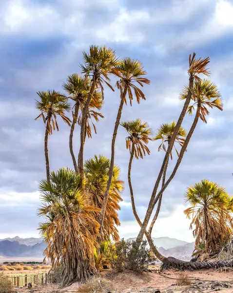 Ürdün ve İsrail arasındaki bir sınır yakınında, Negev 'in kum çölünde, endemik doum palmiyeleri (Hyphaene thebaica)