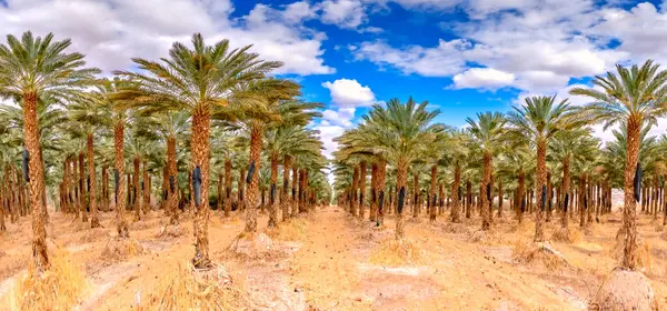 Hurma palmiyelerinin tarımı, çöl ve kurak alanların sürdürülebilir gelişimini destekleyen yerel tarım endüstrisinden elde edilen gelirleri çeşitlendirmek için eski ve sürdürülebilir bir yoldur. Yapay zeka araçları kullanılmadı