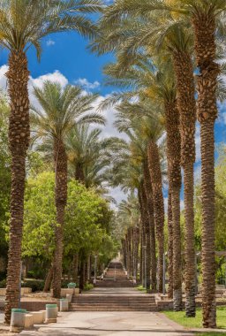 Yetişkin hurma ağaçları sokağı, görüntü Orta Doğu 'nun çorak ve çöl bölgelerindeki sürdürülebilir tarım endüstrisini tasvir ediyor. Yapay zeka araçları kullanılmadı