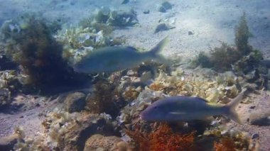 Bir çift sarı eyerli keçi balığı. Bilimsel adı Parupeneus cyclostomus. Kızıl Deniz, Orta Doğu 'nun tropikal sularında nispeten nadir bulunur.