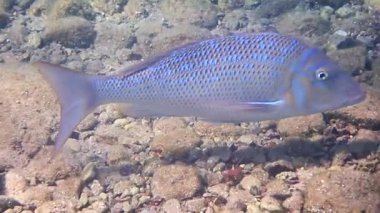 Kızıl Deniz ve Pasifik Okyanusu 'nun havzalarında ticari balıkçılık için önemli balıklar - İspanyol İmparatoru, bilimsel adı Lethrinus nebulosus, Lethrinidae ailesine aittir.