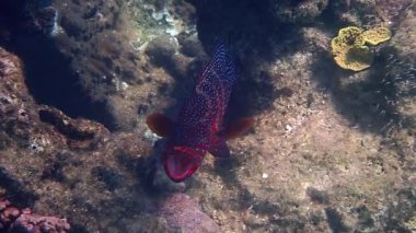 Kızıl mercan orfozu ya da levrek balığı, bilimsel adı Cephalopholis miniata, güzel bir deniz balığı avcısı, Kızıldeniz ve Akabe körfezi mercan kayalıklarında yaşar, Sina, 
