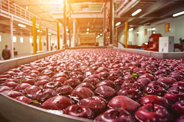 Cleaning and transporting apples in water at factory in agroindustrial company \