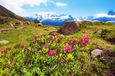 Ormangülü çiçek Mont Blanc Fransız Alpleri'nde Europe zemin karşı. La Blanc