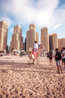 Dubai, Birleşik Arap Emirlikleri 8 Şubat 2021 Dubai, Birleşik Arap Emirlikleri 'ndeki ünlü Jumeirah Sahili' nde şirin develer.