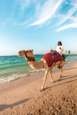 Dubai, Birleşik Arap Emirlikleri 8 Şubat 2021 Dubai, Birleşik Arap Emirlikleri 'ndeki ünlü Jumeirah Sahili' nde şirin bir deve..