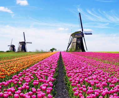 Lale tarlası ve Hollanda 'da bulutlu bir gökyüzünün arka planında yel değirmenleri olan büyüleyici bir bahar manzarası. Büyüleyici yerler..