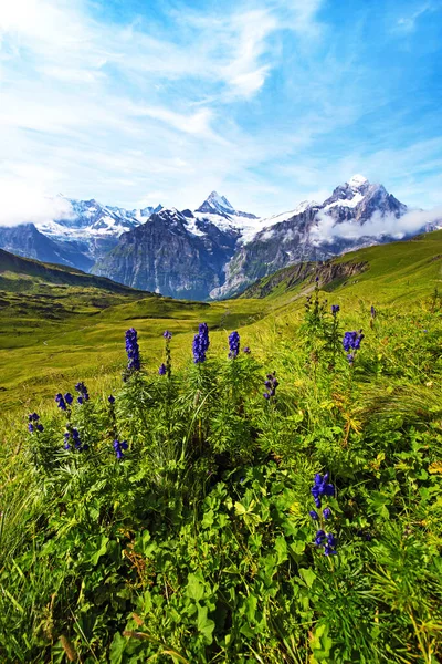 Bonita Vista Con Flores Azules Sobre Fondo Montañas Alpes Suizos —  Fotos de Stock