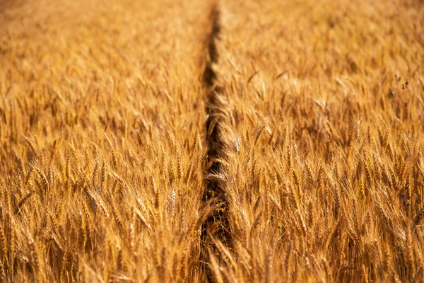 Захватывающий Пейзаж Пшеничным Полем Урожай Изобилие Процветание Богатство Концепция — стоковое фото