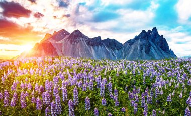 Gün batımında İzlanda, Stoksnes yarımadasındaki Vestrahorn dağlarının arka planında lupin çiçekleri olan fantastik dramatik manzara. Egzotik ülkeler. Harika yerler. (Meditasyon, anti-stres - konsept).