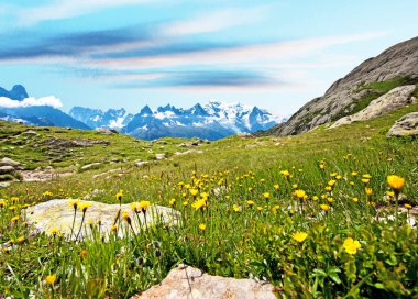 Fransız Alpleri, Avrupa 'da Mont Blanc' ın arka planında güzel sarı çiçekler. La Blanc