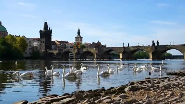 Неймовірно Красивий Яскравий Барвистий Пейзаж Лебедями Річці Влтава Старому Місті — стокове відео